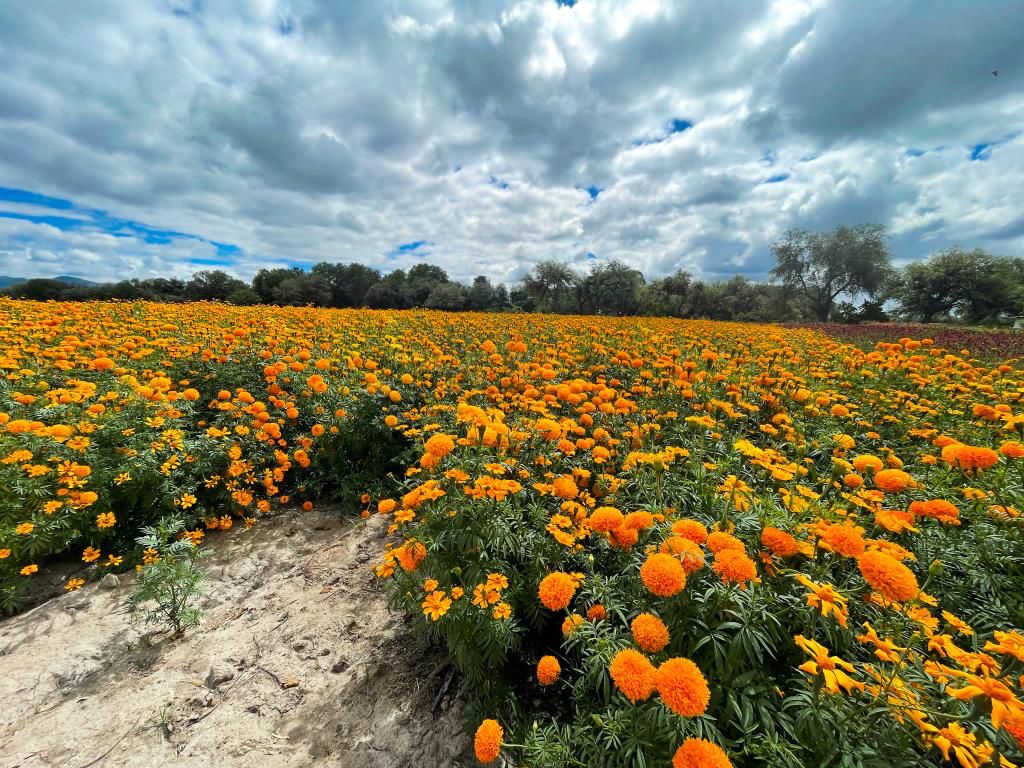 SOLEDAD, GRAN EXPORTADOR DE FLOR DE CEMPASÚCHIL - Visión Noticias