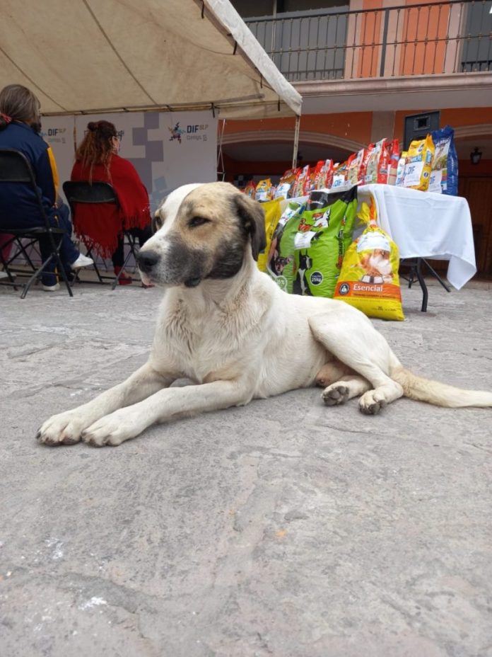 mascota perro croquetas